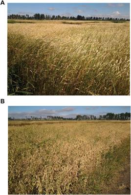 Effects of Agricultural Cropping Systems on Soil Water Capacity: The Case in Cross-Border Altai